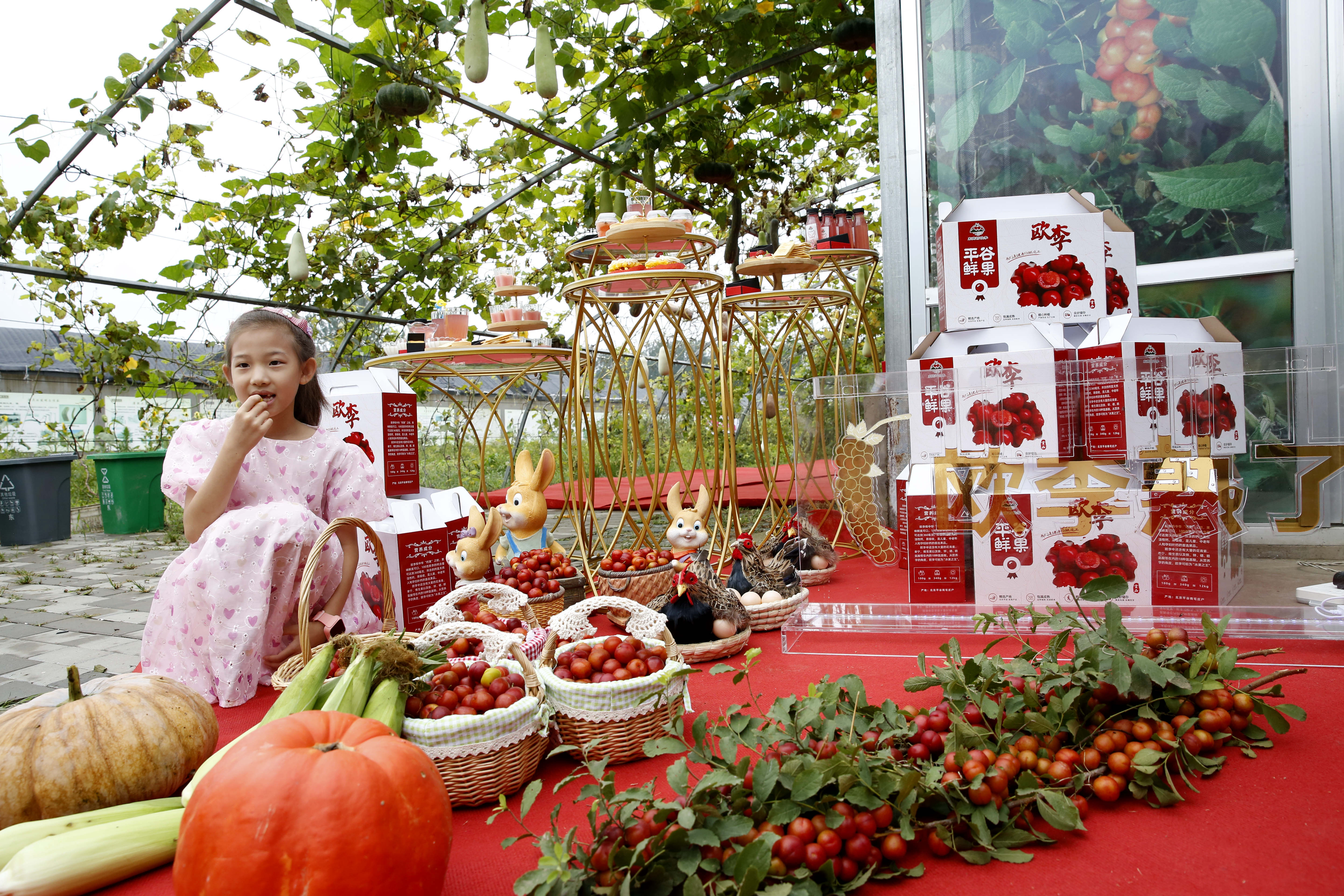 平谷区东高村镇第九届欧李节开幕 高钙欧李采摘正当时