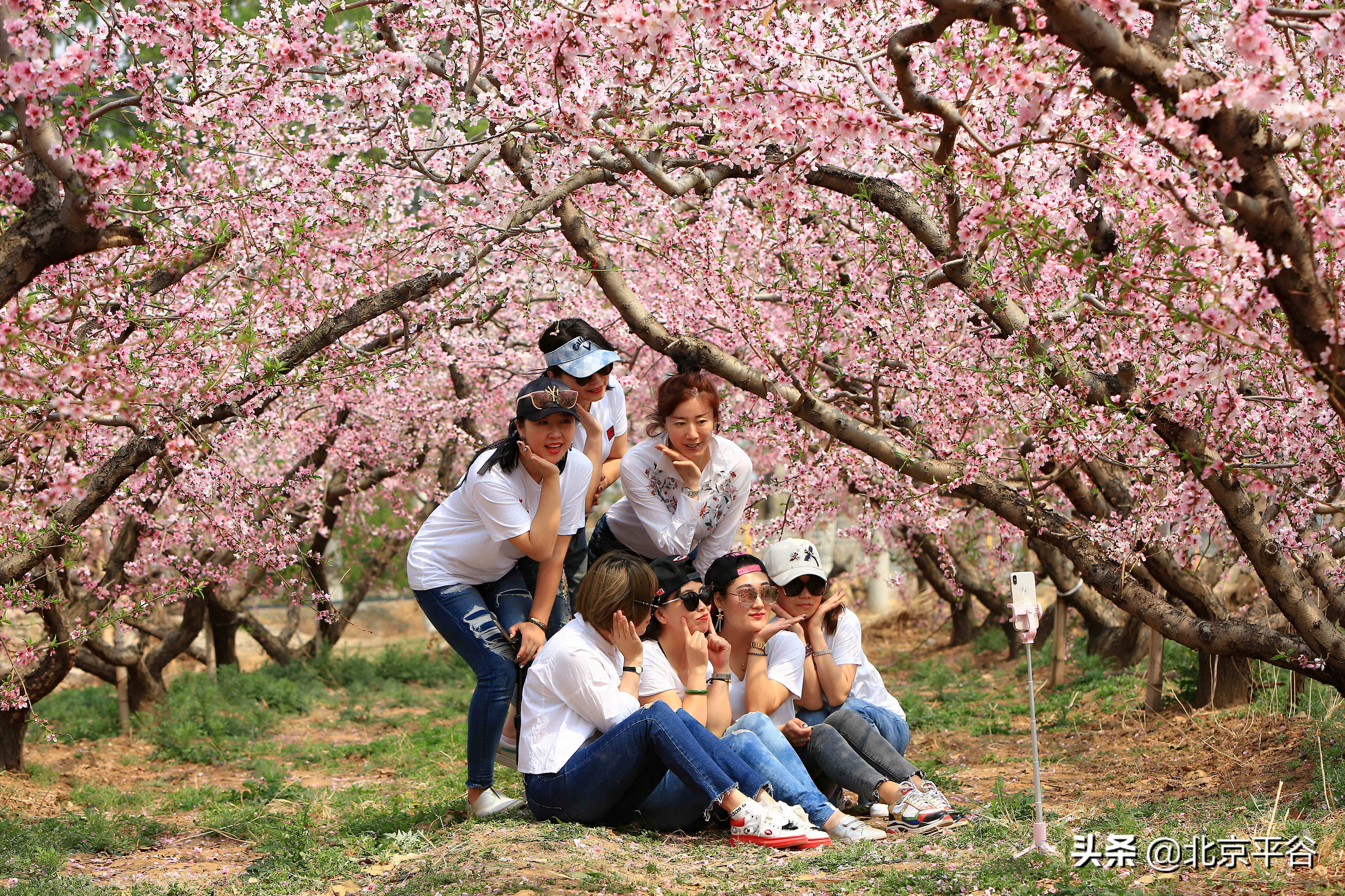 平谷携手阿里巴巴 世界级景观平谷桃花海云上绽放