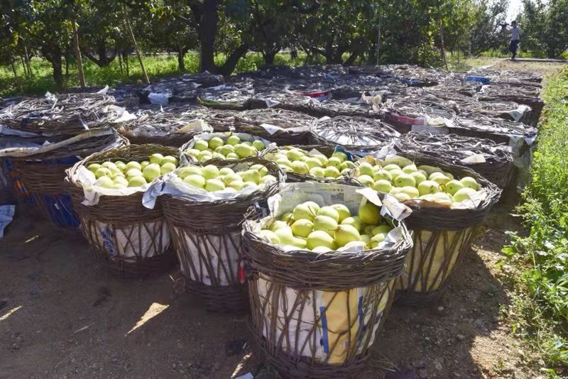 千年古镇不老屯 万亩贡梨喜丰收