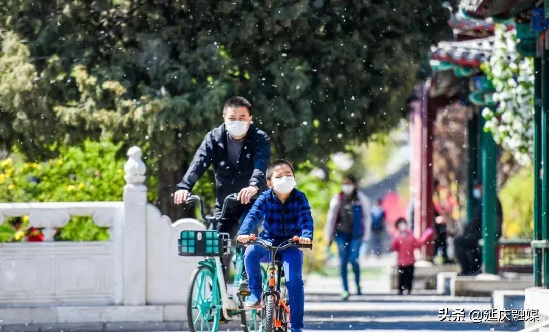 延庆区园林绿化局多措并举积极开展飞絮治理工作