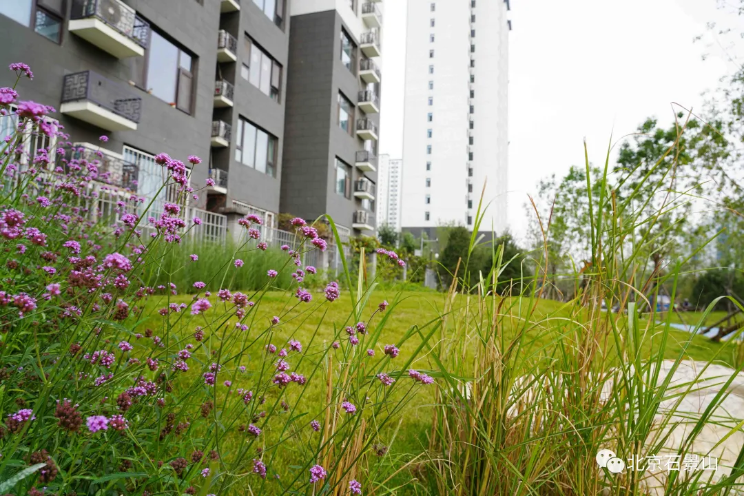 开窗见景、出门见绿！阜石路沿线绿化景观精美亮相！