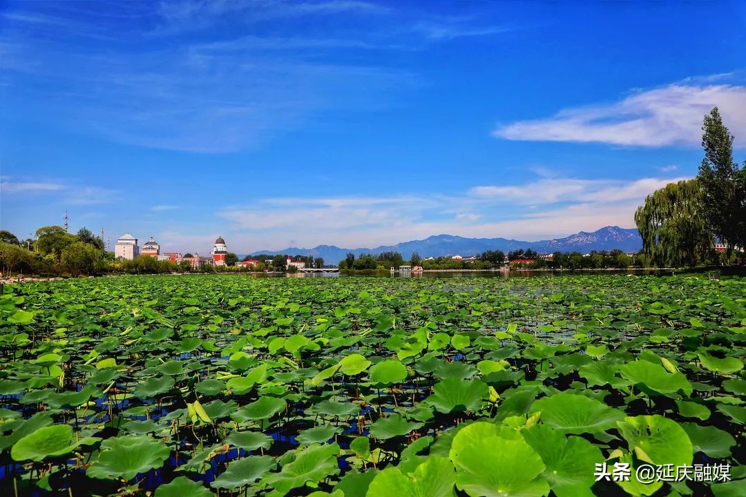 抬头看天！延庆这波蓝天白云有木有美到你！
