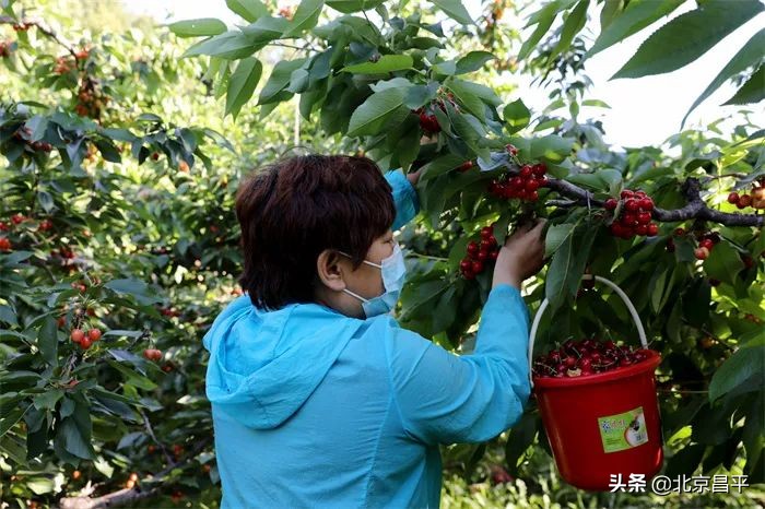 十三陵镇：打通“绿色通道” ，护航樱桃销售！