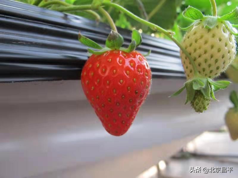 说说咱昌平的草莓，这些你都知道吗？