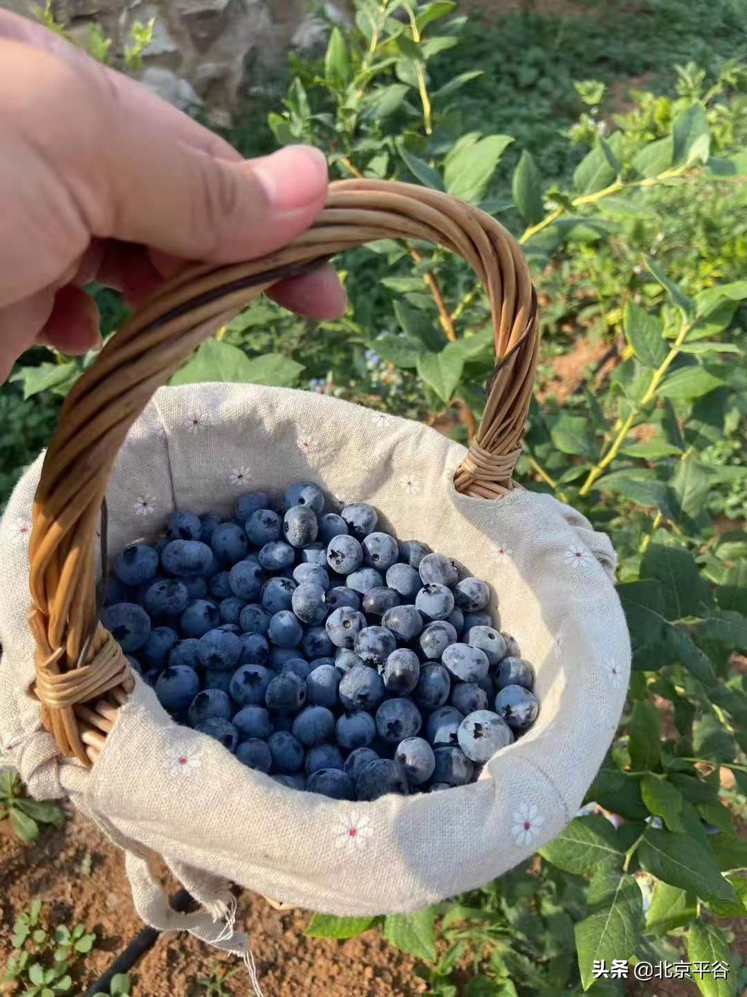 美味“蓝”不住 平谷山东庄镇蓝莓抢鲜上市