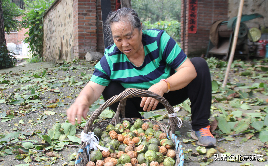 延庆金秋遍地香 庄科核桃丰收忙