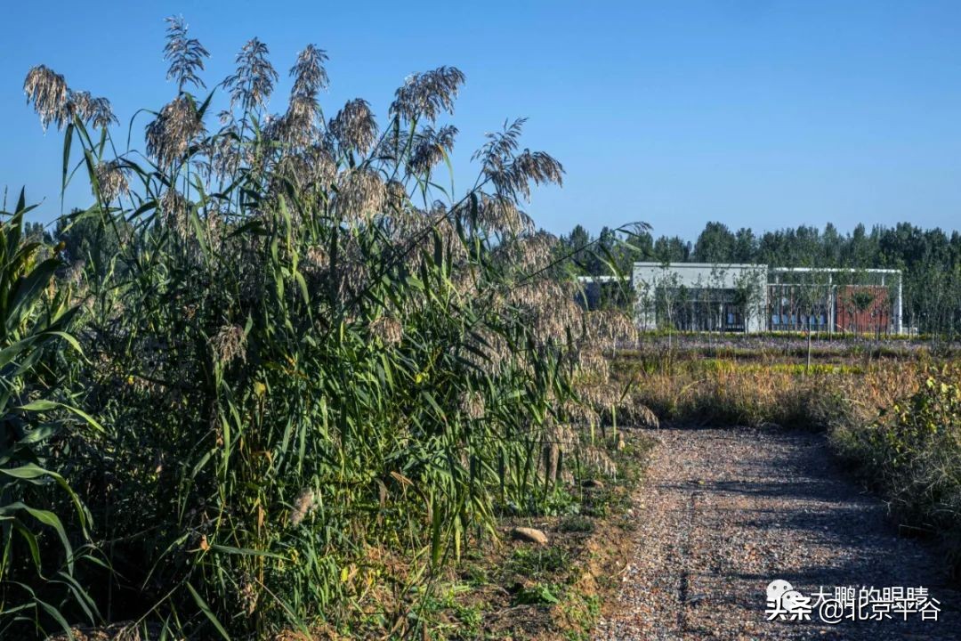 打造农村综合体！这个秋天，遇见平谷“大美周庄”