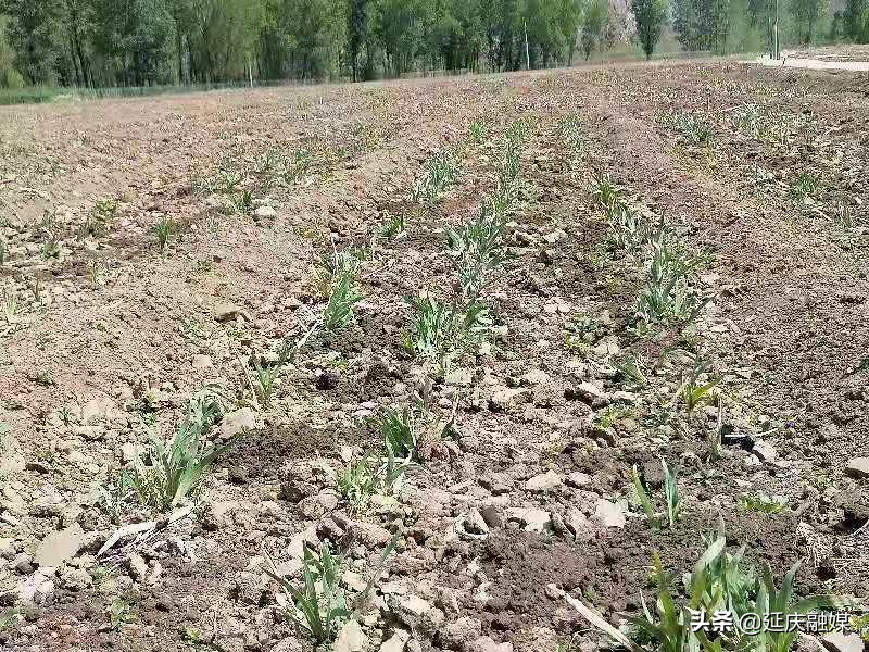 延庆千家店镇山水画廊里的中草药种植，带动村民增收致富