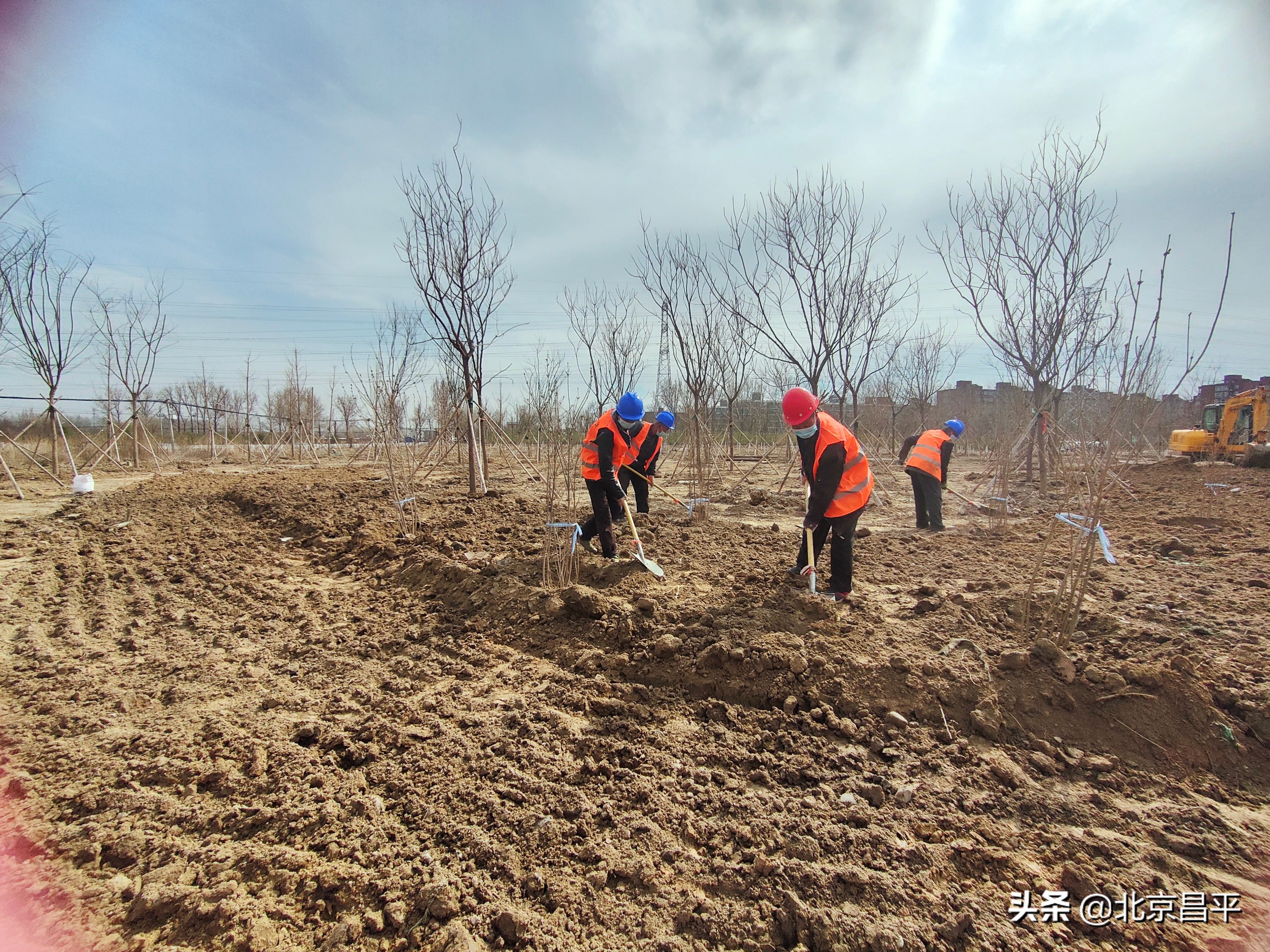 预计全年完成44亩！北京昌平小汤山这项工程全面启动