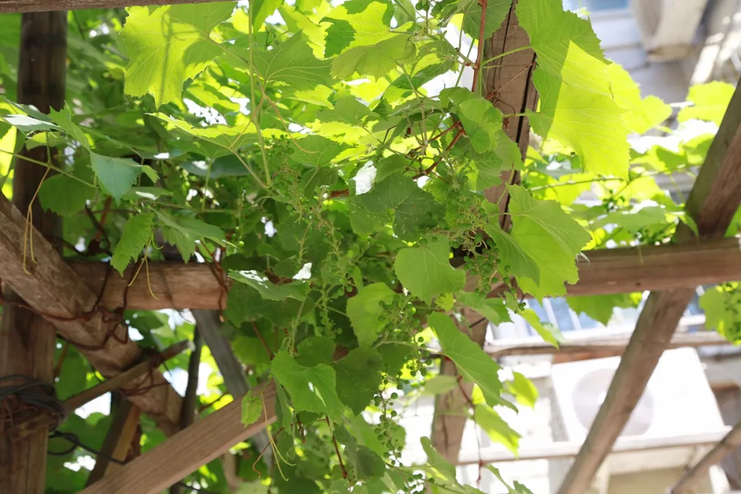 东城社工：垃圾分类“急先锋”