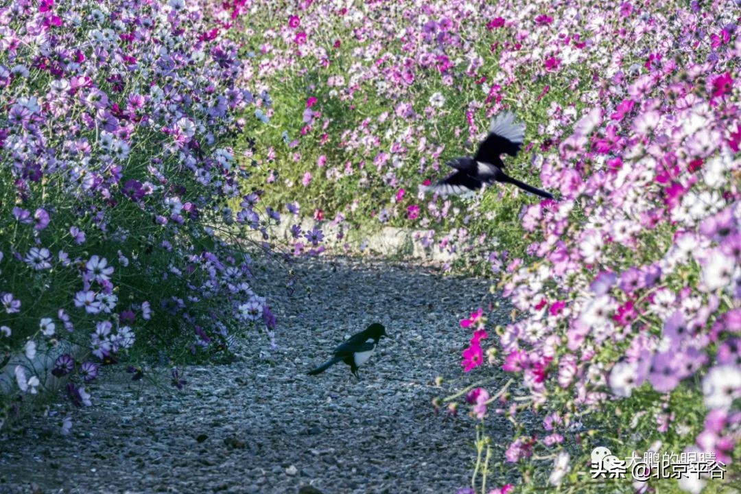 打造农村综合体！这个秋天，遇见平谷“大美周庄”
