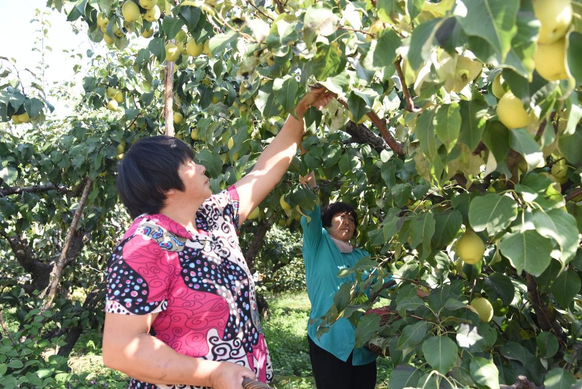 千年古镇不老屯 万亩贡梨喜丰收