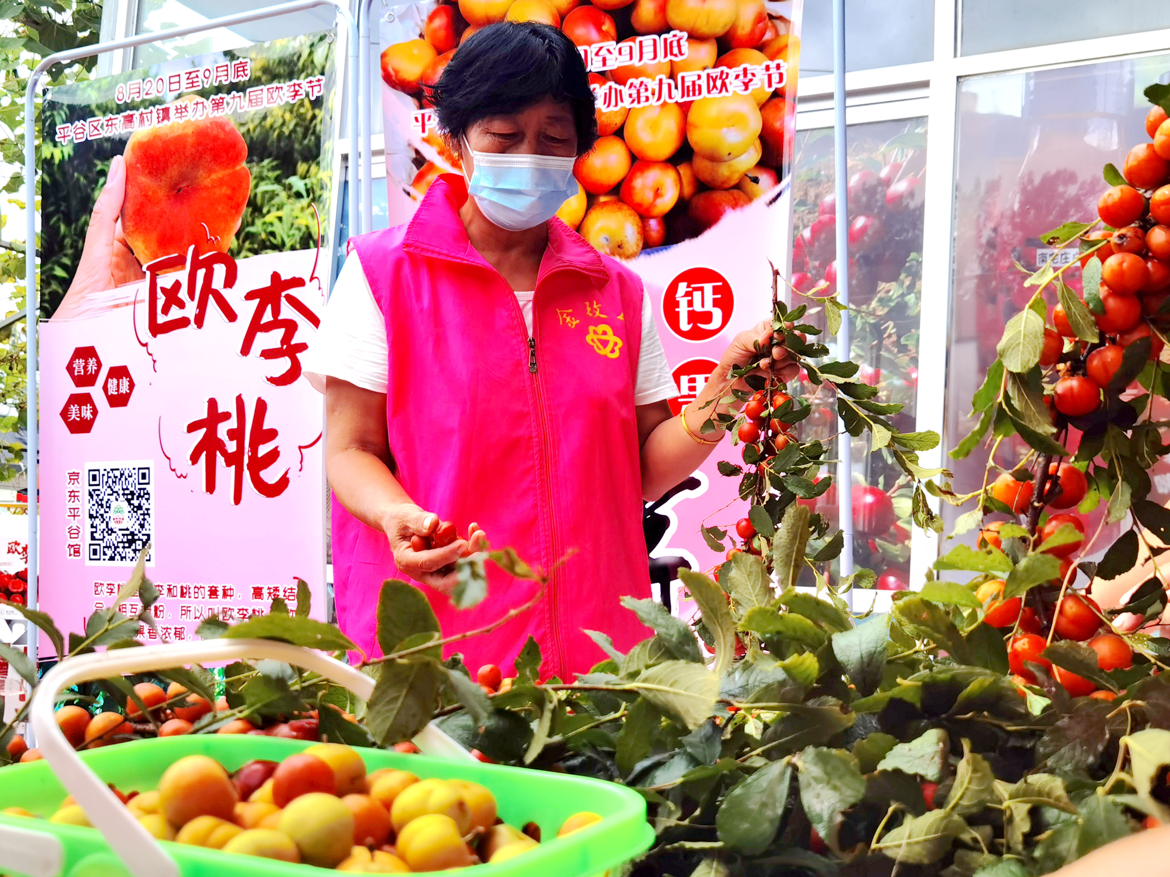 平谷区东高村镇第九届欧李节开幕 高钙欧李采摘正当时