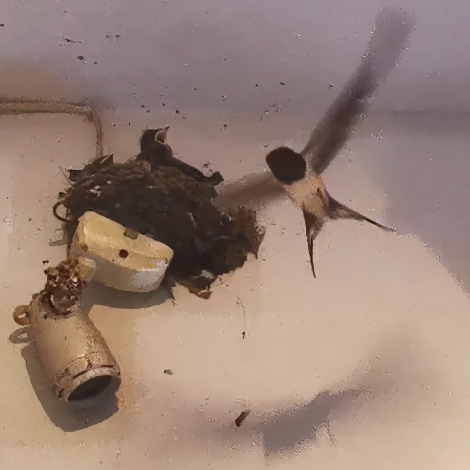 护“燕”成长，延迟拆违，这群城管有点儿暖！