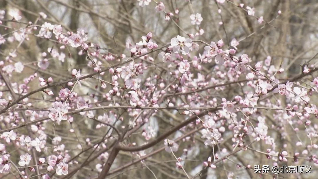 【大美顺义】顺义花博会主题公园春季赏花正当时~