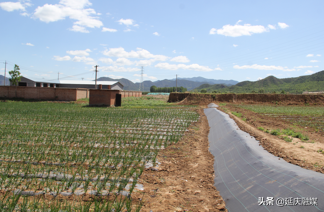 我为群众办实事丨延庆永宁镇发掘蔬菜种植新模式 村民家门口增收笑开颜