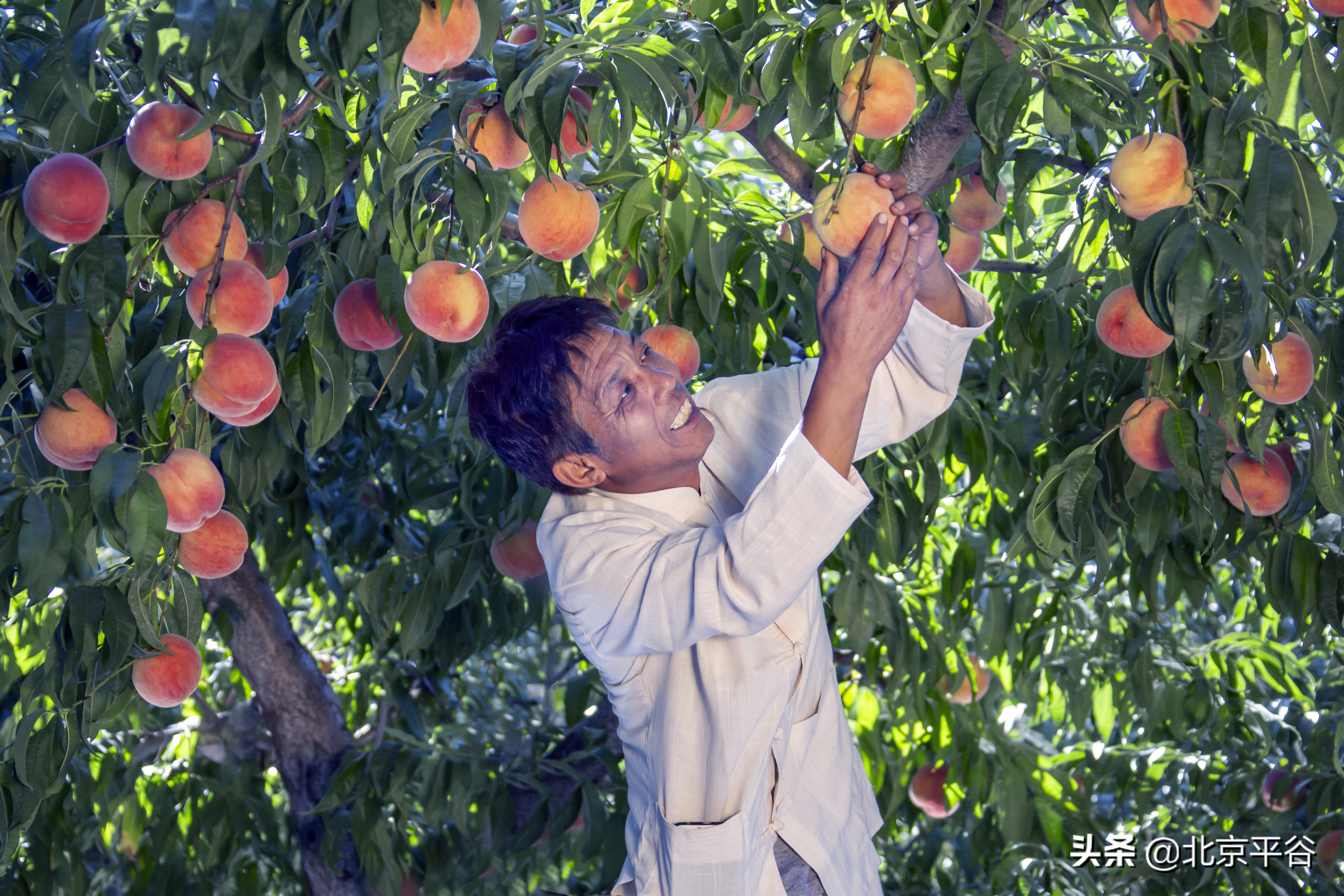 平谷乡亲为国奉礼