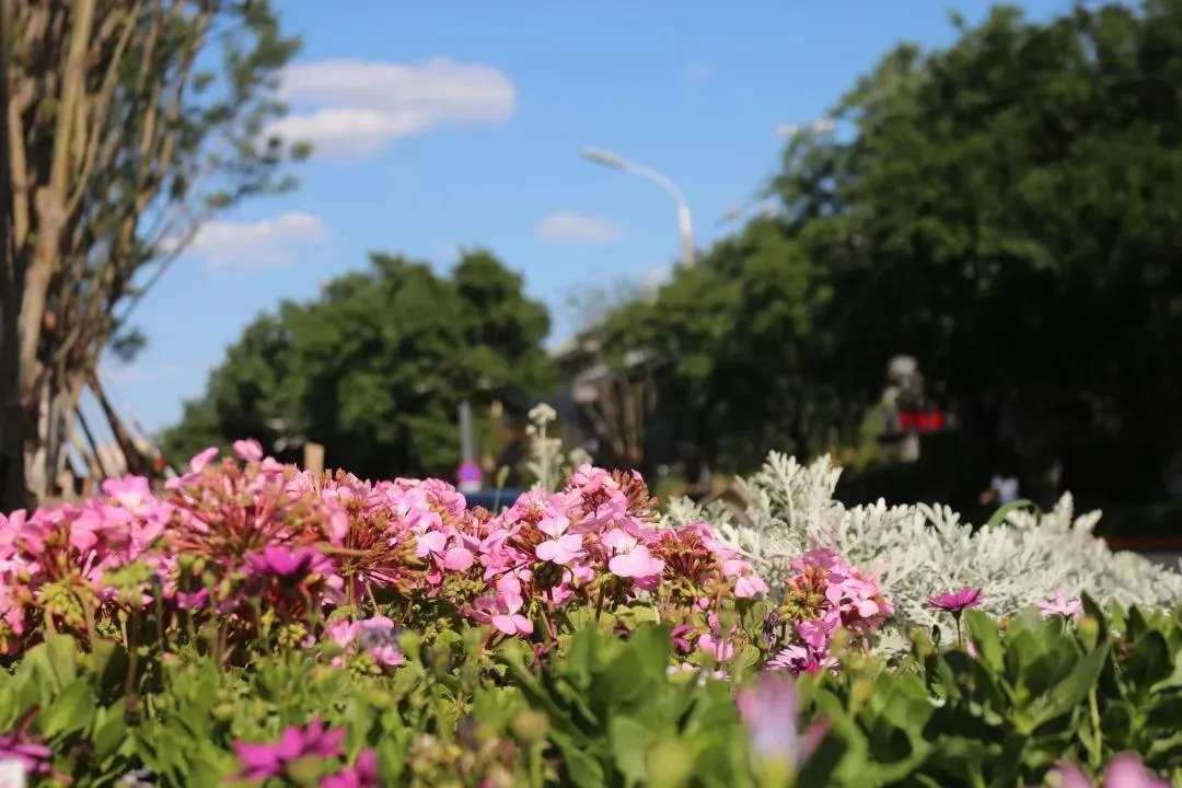 平安大街：绿荫映京韵