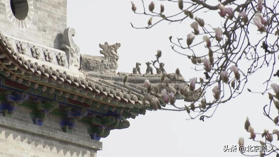 【大美顺义】顺义花博会主题公园春季赏花正当时~