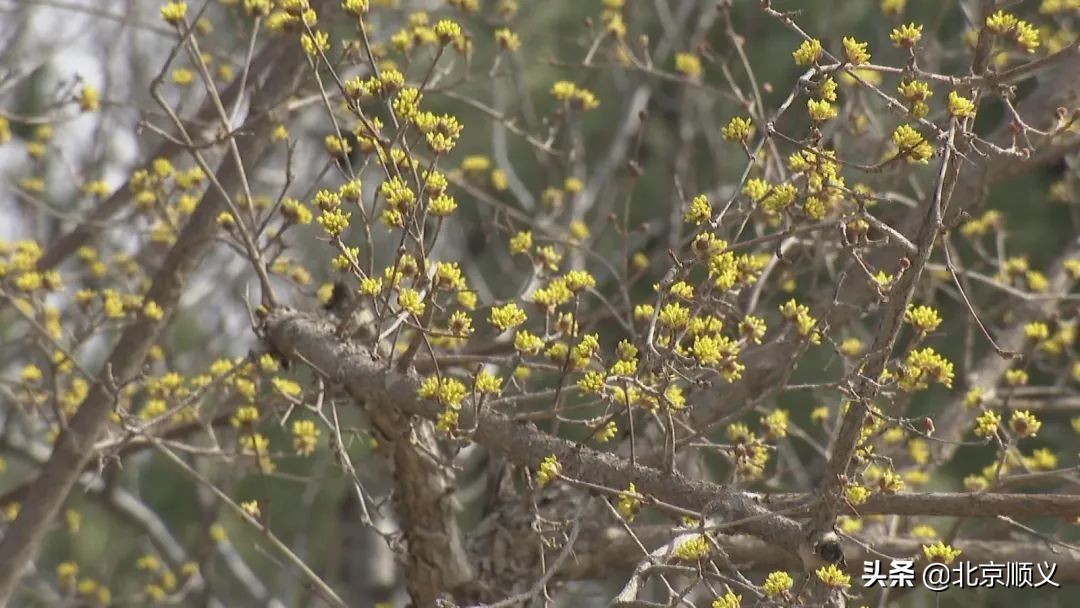 【大美顺义】顺义花博会主题公园春季赏花正当时~