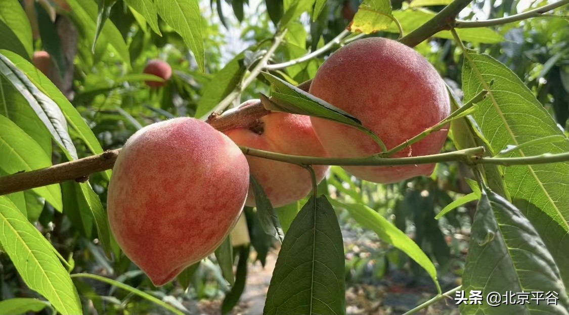 北京平谷：万亩桃花竞绽放 温室大桃俏枝头
