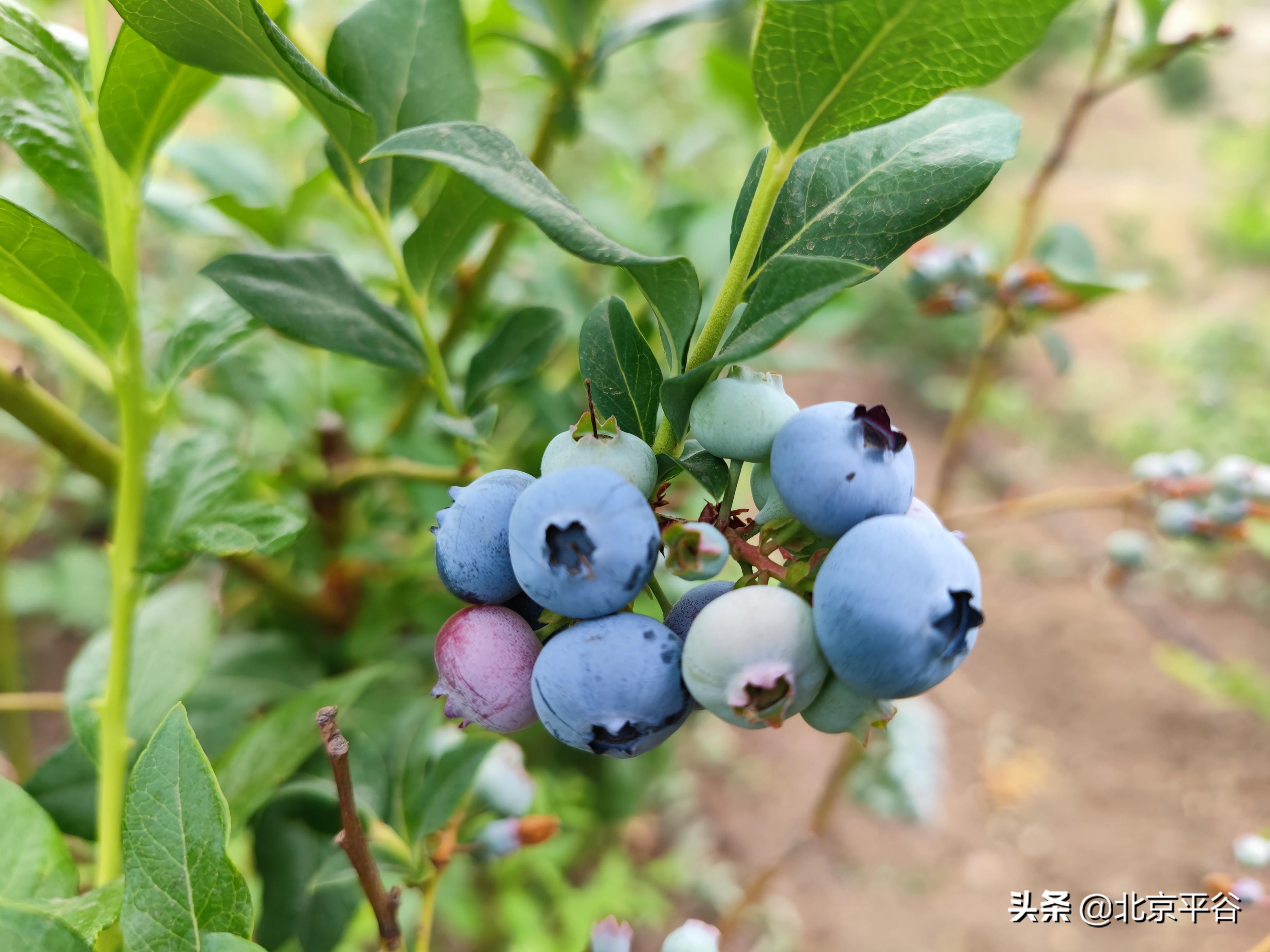 美味“蓝”不住 平谷山东庄镇蓝莓抢鲜上市