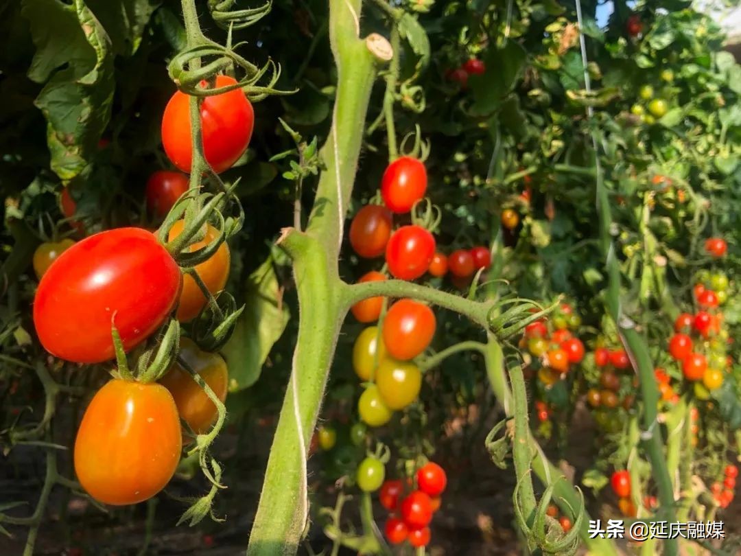 世园会两周年丨延庆区紧抓绿色发展机遇 助推园艺产业发展新动能