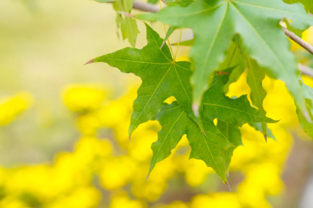 就在明天！衙门口城市森林公园正式开园！又多一个好去处~