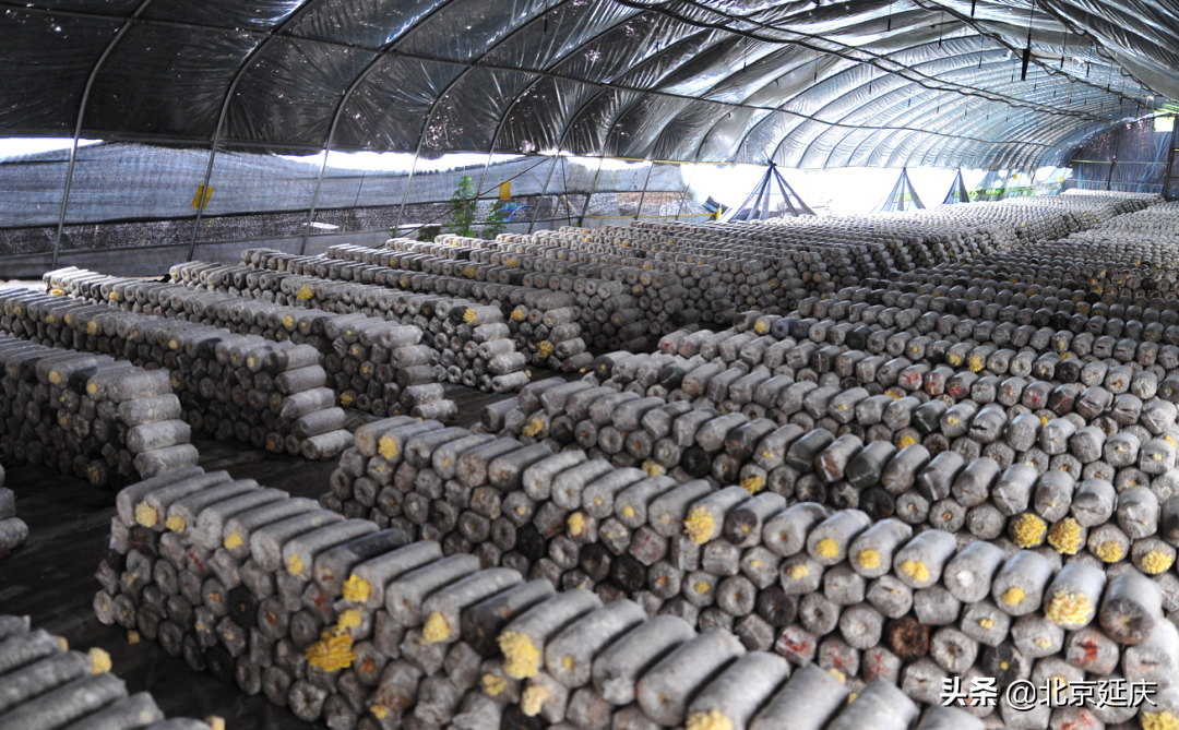 延庆不断推动区域休闲农业高质量发展，努力实现乡村振兴