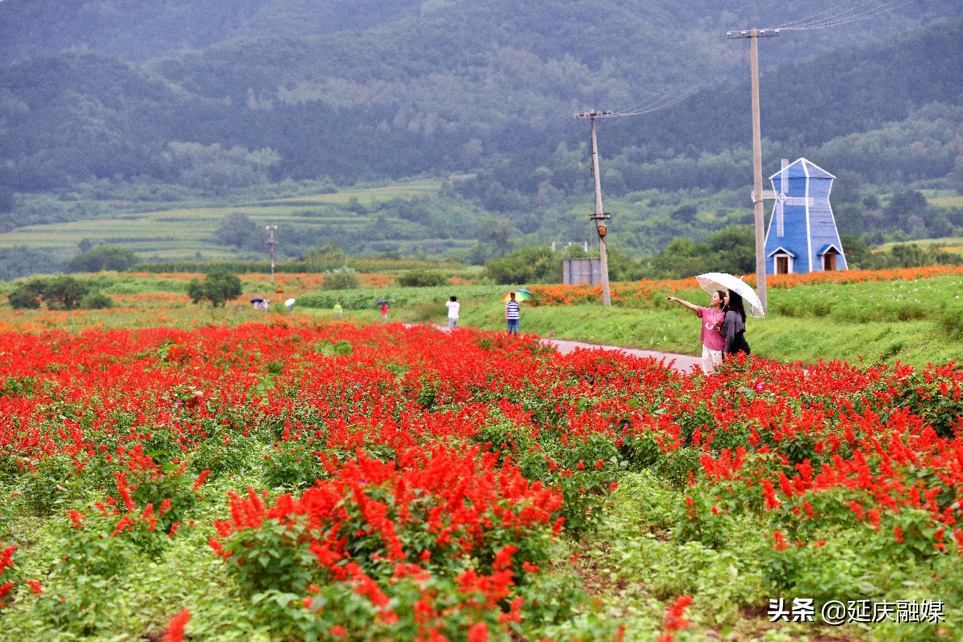 万万没想到！延庆的花海如此锦绣斑斓，简直美醉~