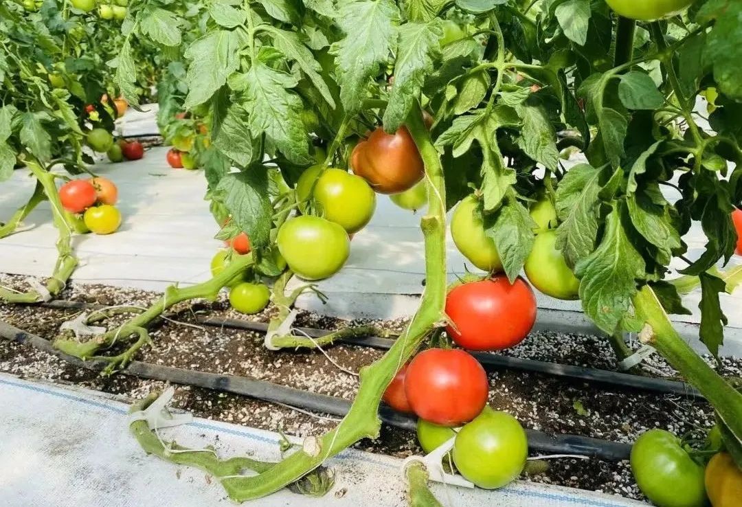 这个蔬艺园，成为推动村庄产业发展的新亮点