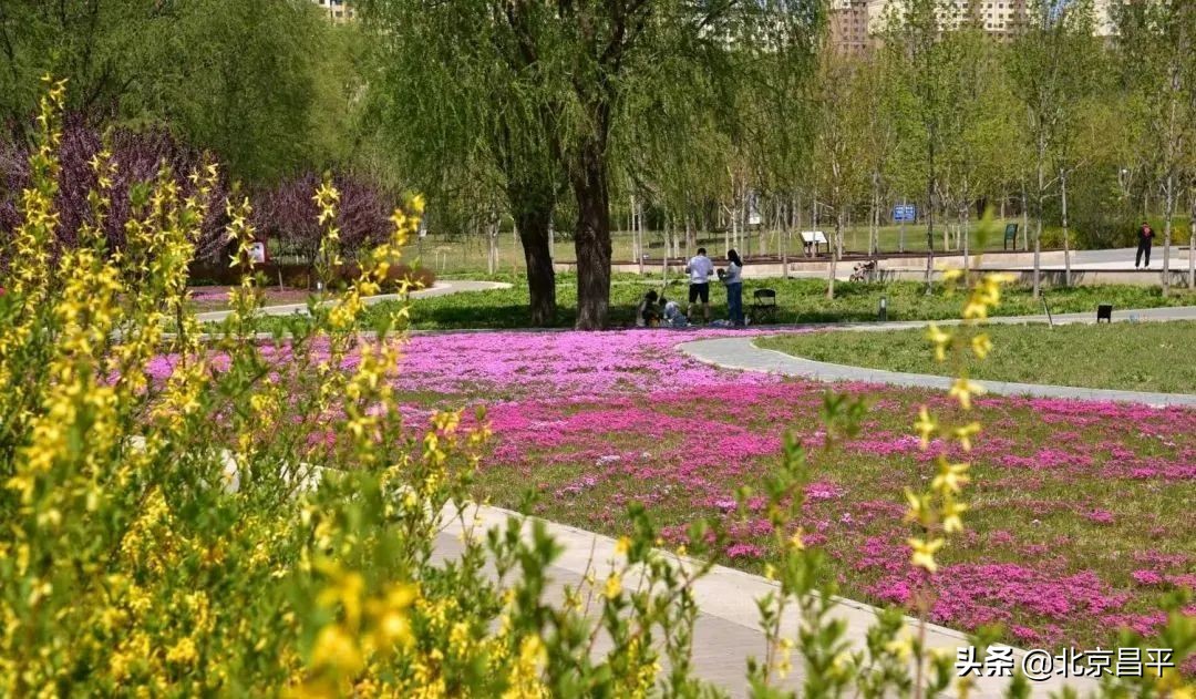 花开正艳！快来昌平这个公园邂逅“粉紫色花海”