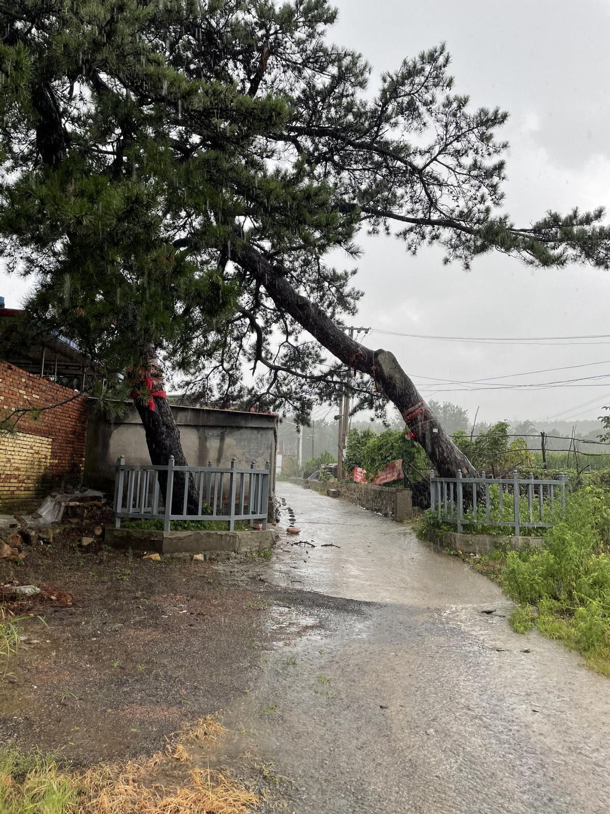 百年古树倾斜，“专家会诊”修复太师屯镇开展古树复壮工作