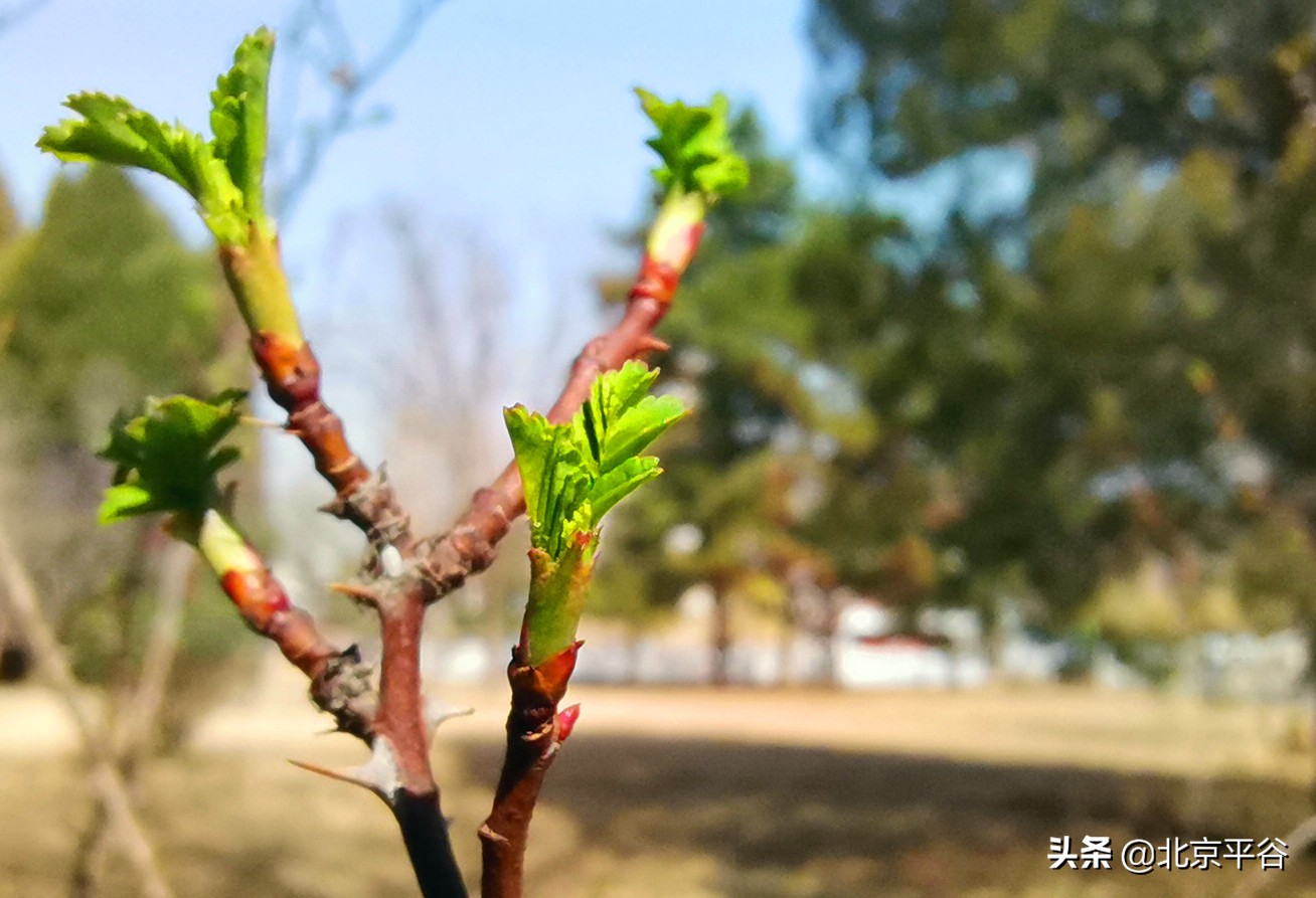 口罩遮住你的脸，却遮不住寻找平谷春天的眼