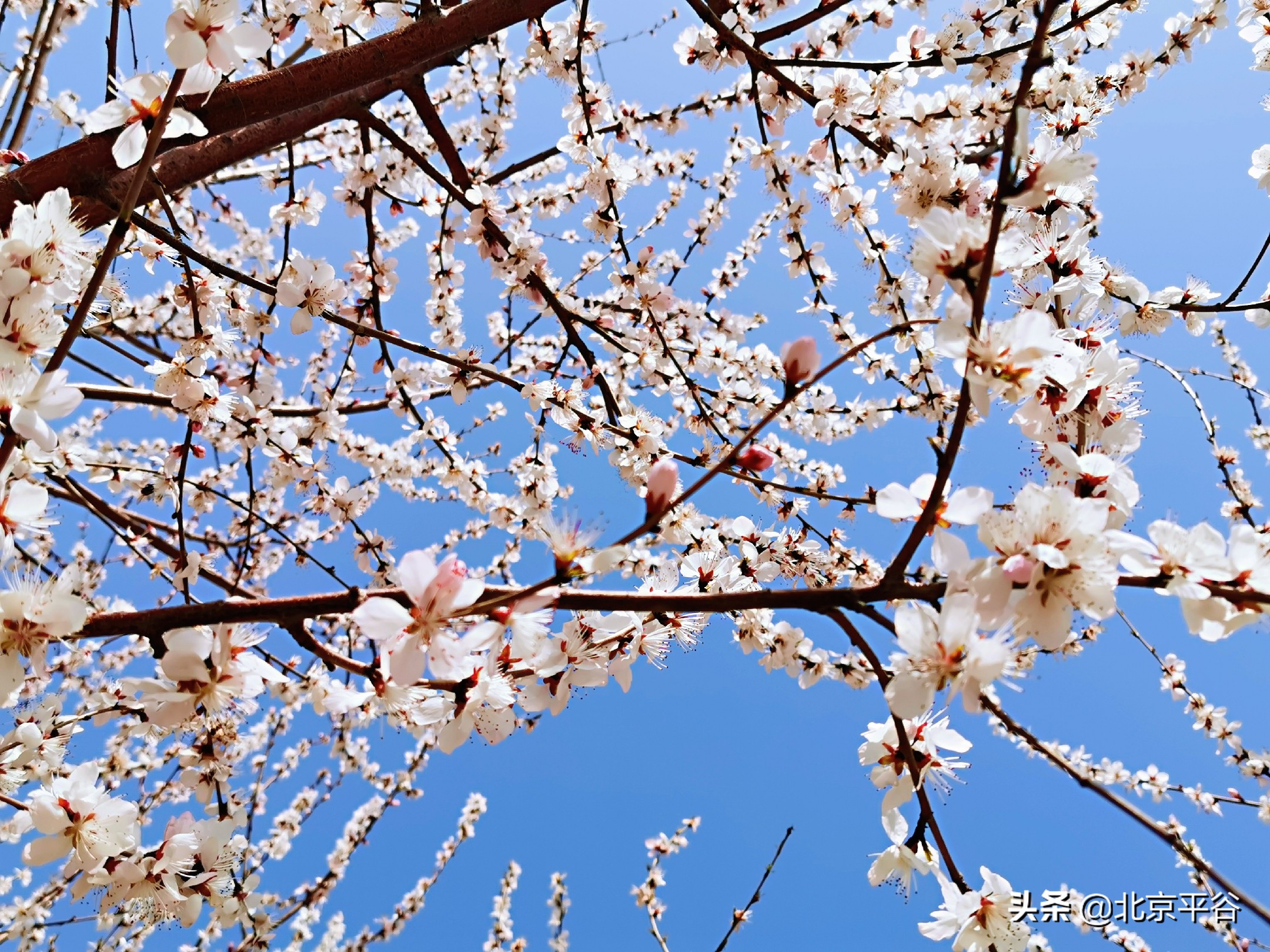 口罩遮住你的脸，却遮不住寻找平谷春天的眼