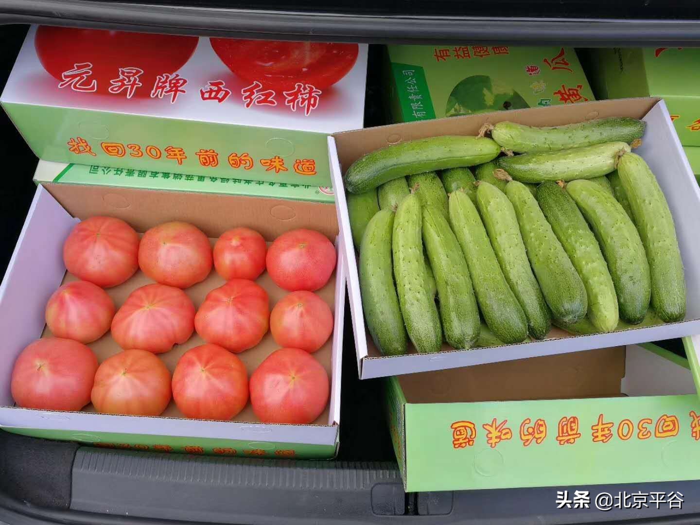 平谷夏各庄镇“友善”秧苗让“西红柿”成为共同致富果