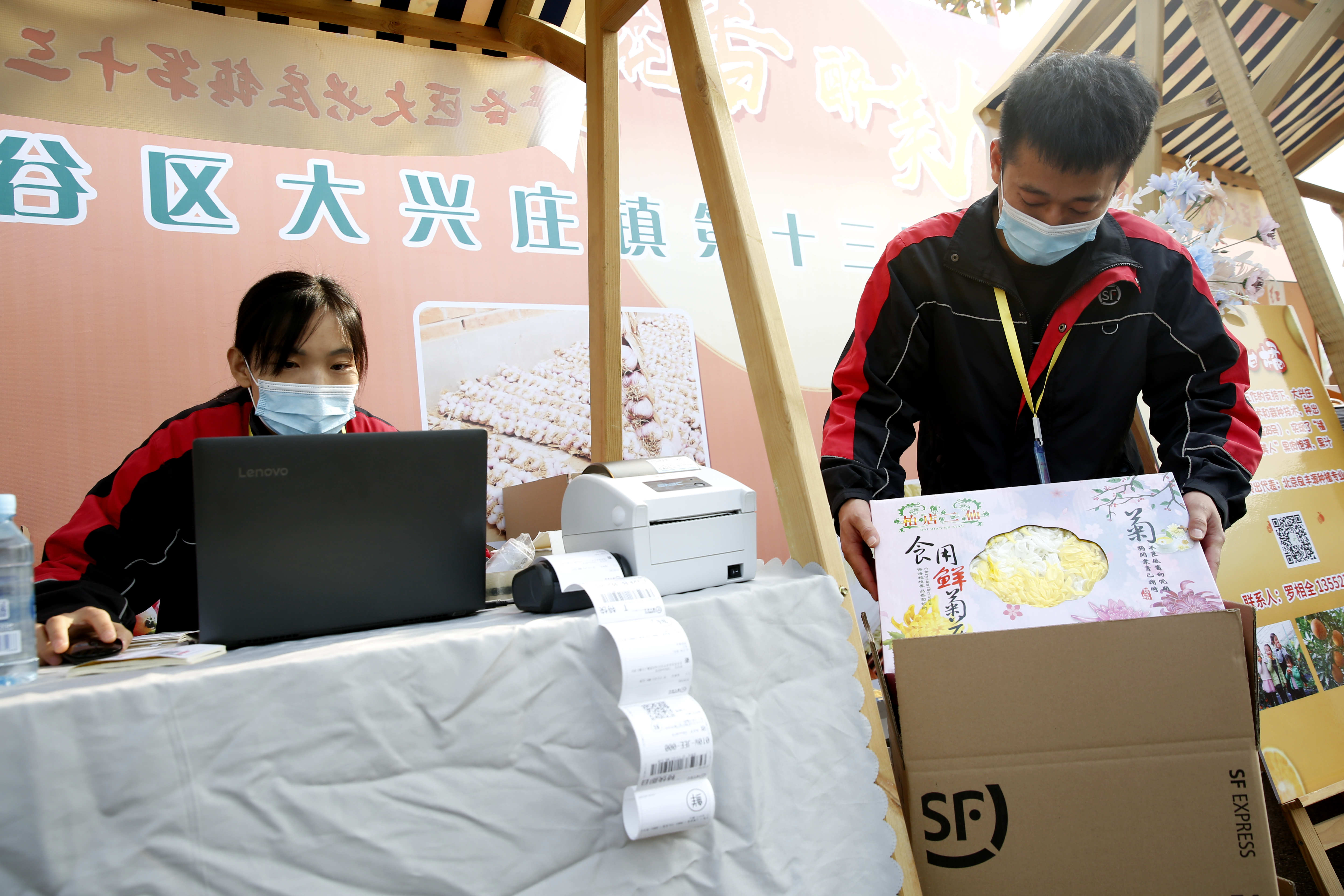平谷区大兴庄镇迎来菊花季 300余亩食用菊花陆续上市
