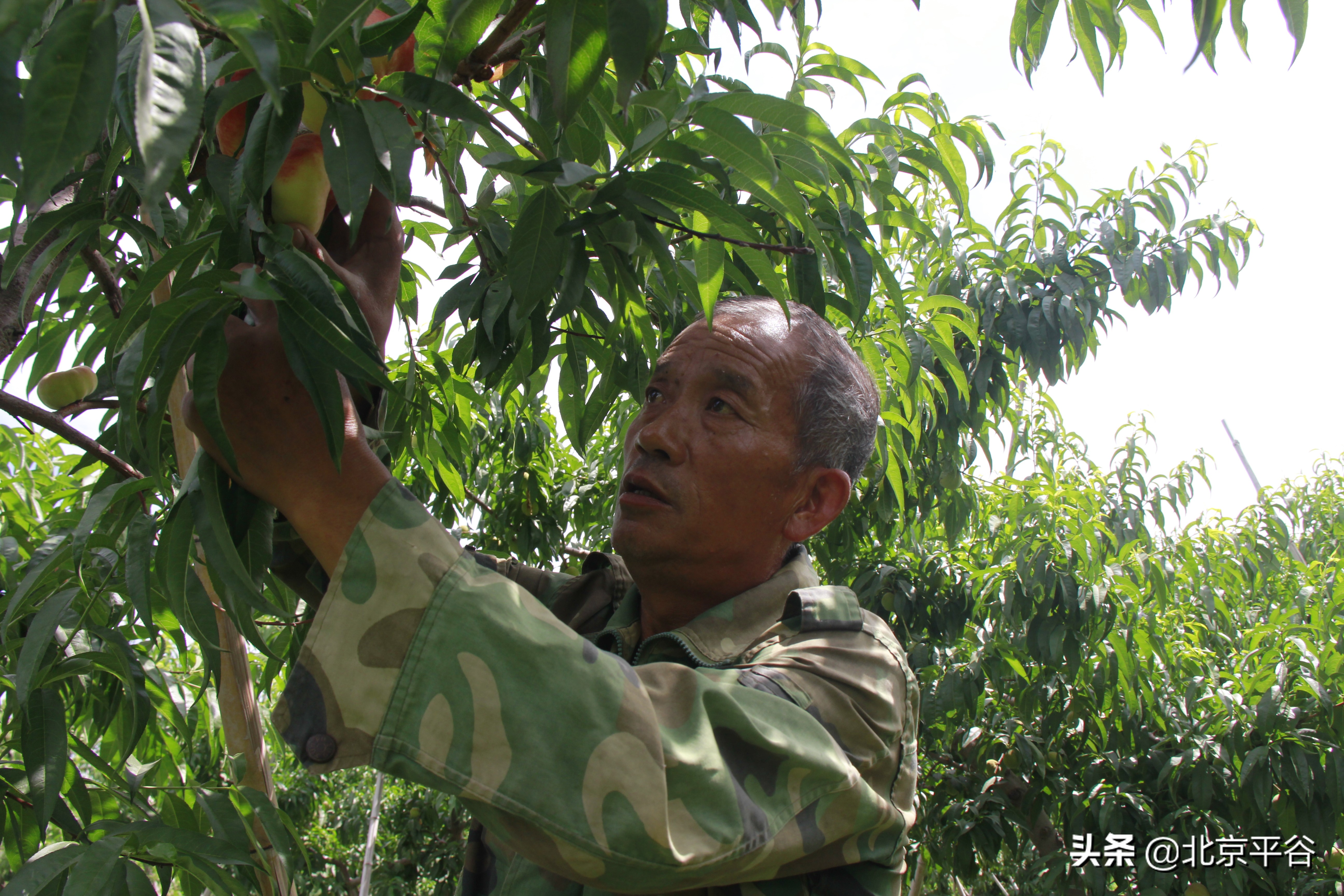 纵有订单滚滚来 平谷桃农偏要“三不摘”