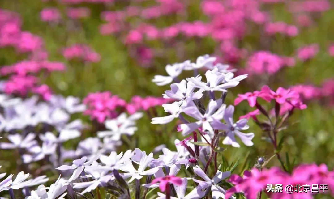 花开正艳！快来昌平这个公园邂逅“粉紫色花海”