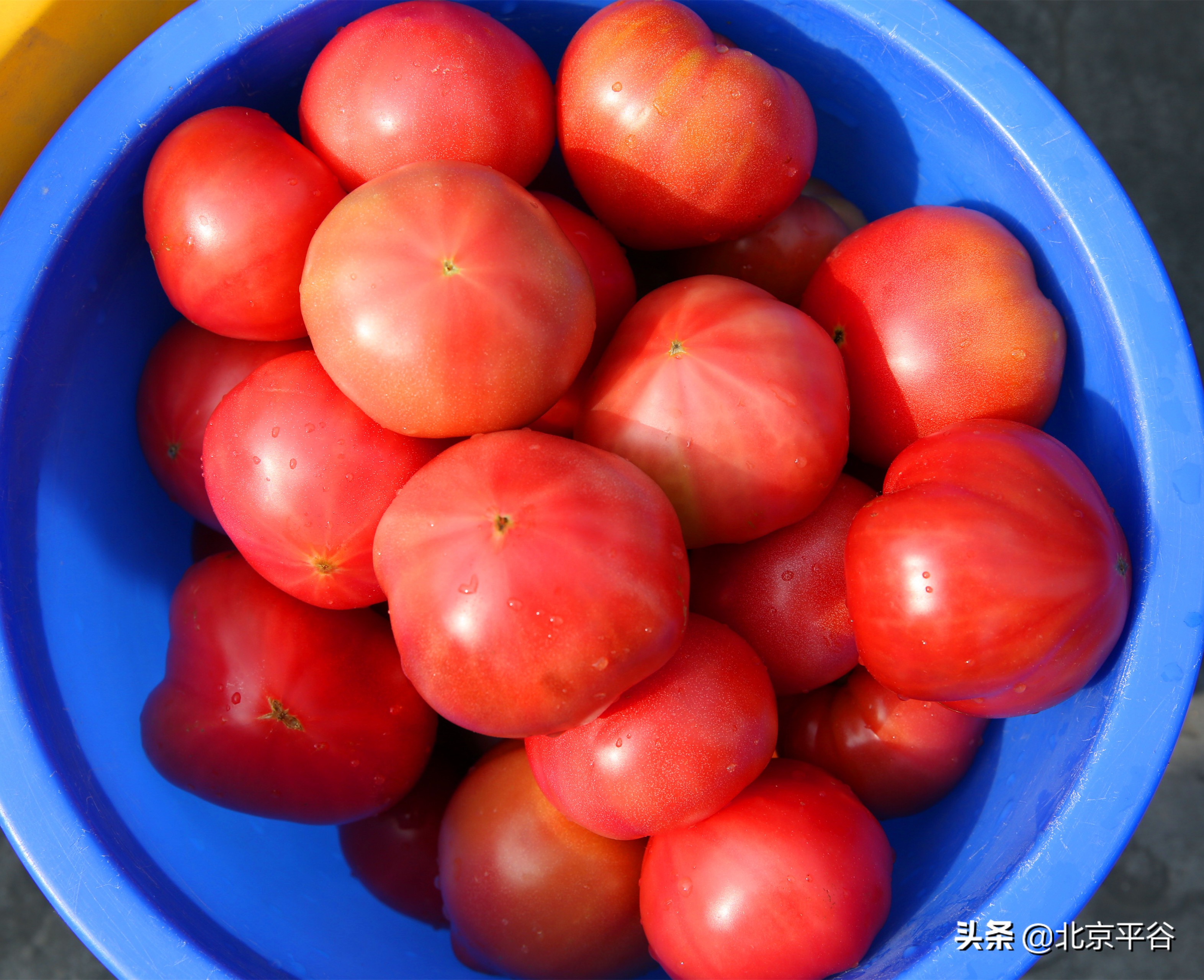 北京平谷夏各庄西红柿熟了，找回30年前老味道