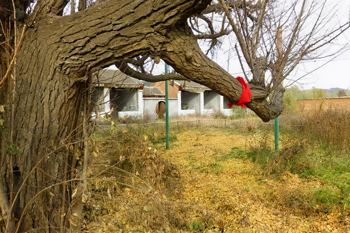 密云区巨各庄镇：千年银杏王 情牵古与今