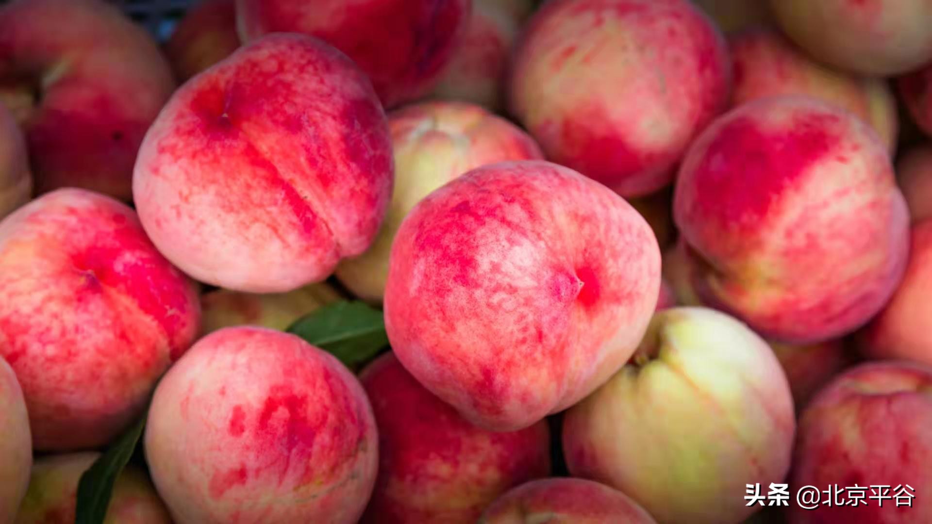 纵有订单滚滚来 平谷桃农偏要“三不摘”