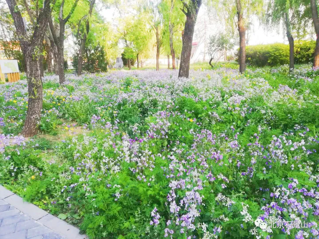 老山城市休闲公园南区：绿荫漫地 返璞归真