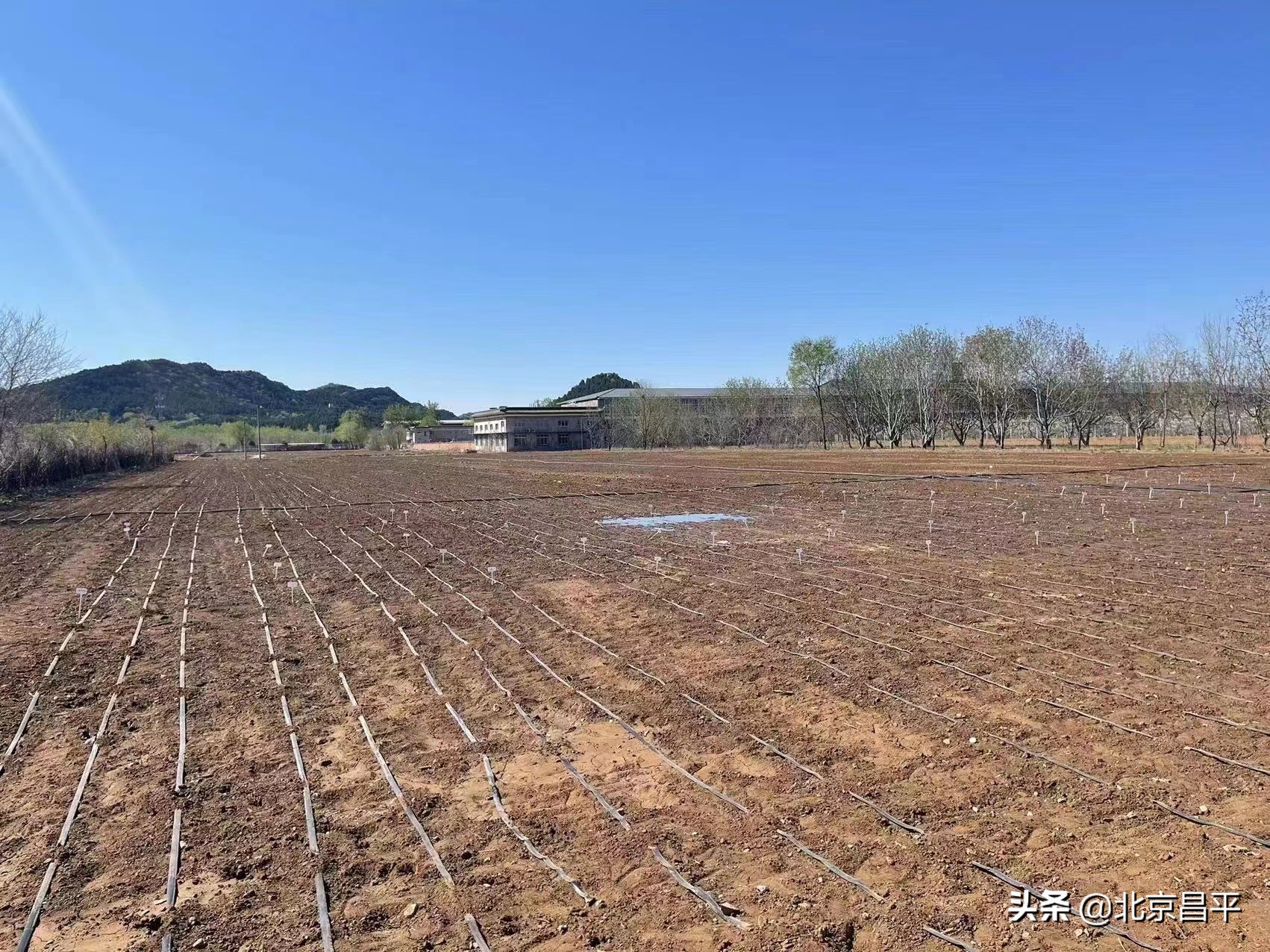 昌平区十三陵镇复耕复垦，让“良田”回归“粮田”
