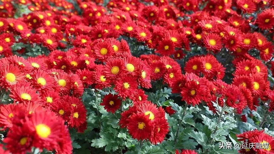 世园会两周年丨延庆区紧抓绿色发展机遇 助推园艺产业发展新动能