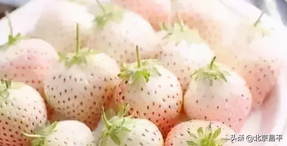 说说咱昌平的草莓，这些你都知道吗？