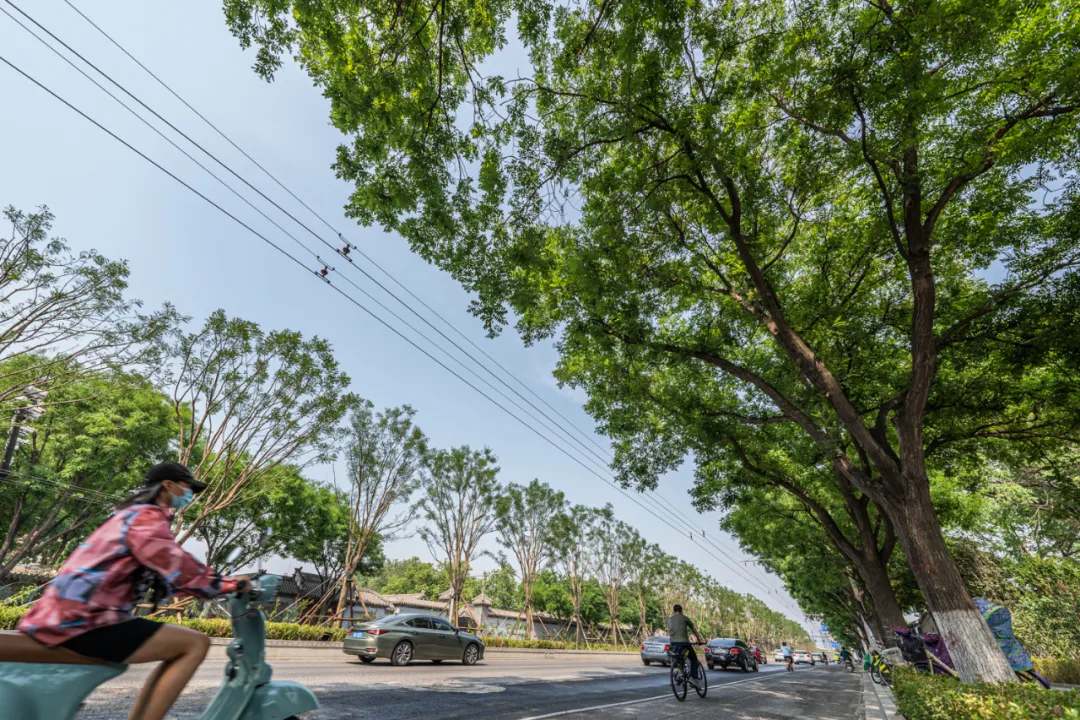 平安大街：绿荫映京韵