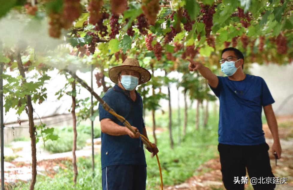 延庆富硒葡萄香满园 为果品产业发展注入新活力