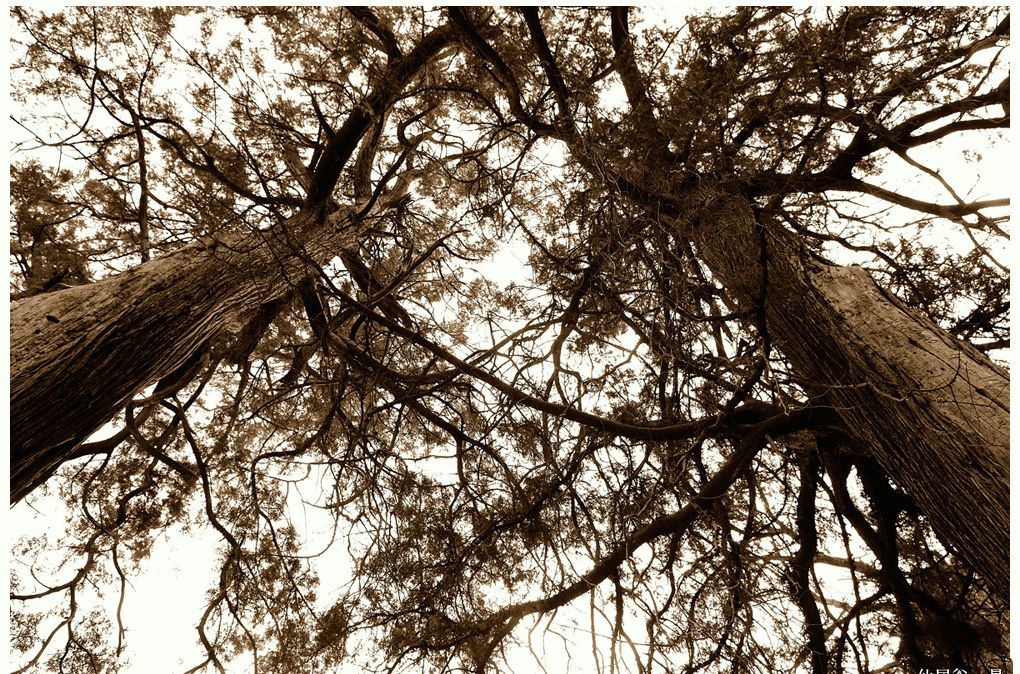 百年古树倾斜，“专家会诊”修复太师屯镇开展古树复壮工作