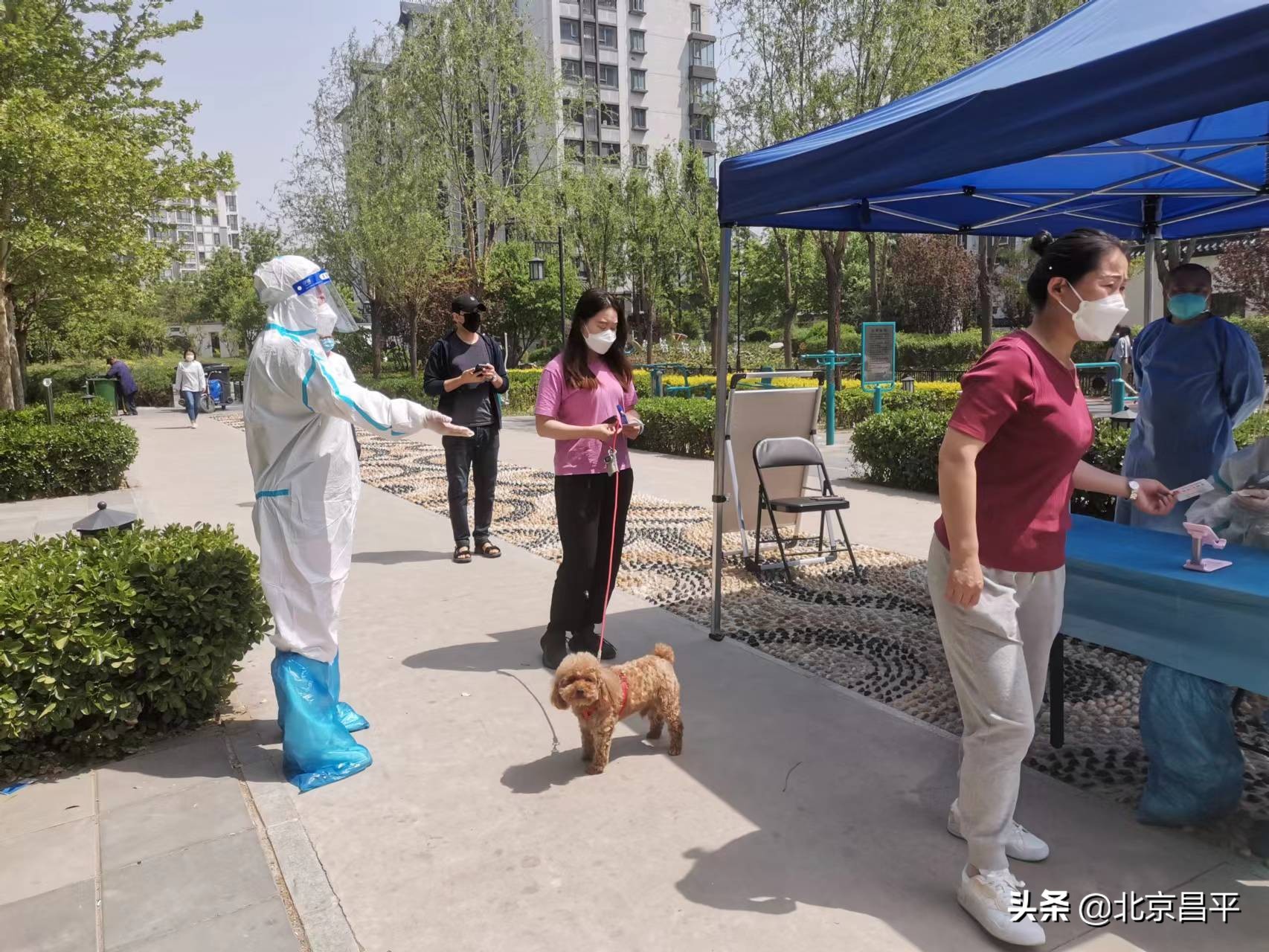 直面高温“烤”验！昌平下沉干部尽显担当